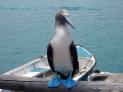 Thumbnail for Blue footed boobie